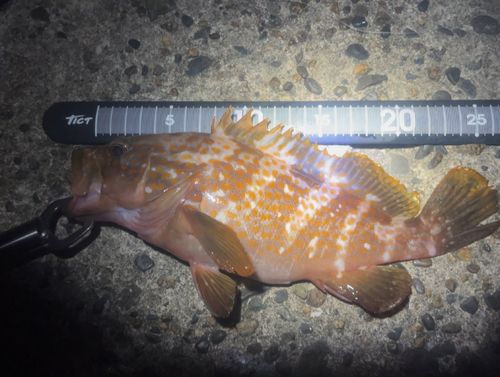 キジハタの釣果