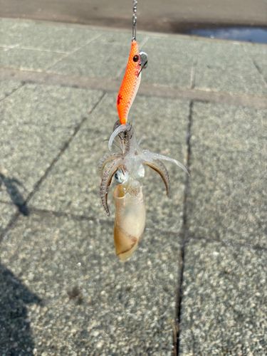 マメイカの釣果