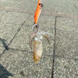 マメイカ