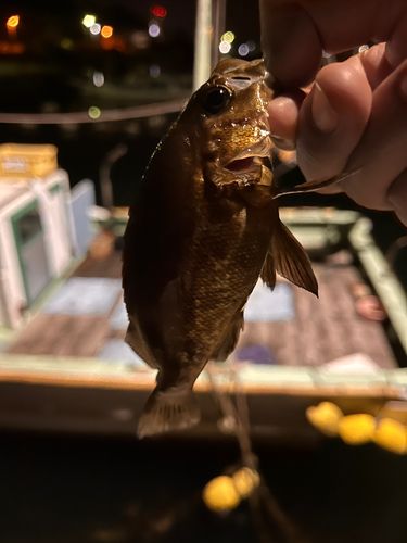 クロメバルの釣果