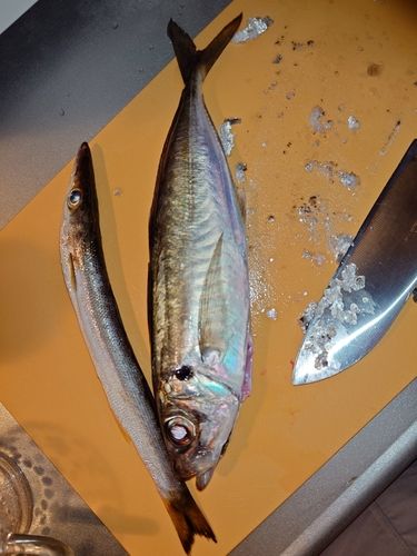 アジの釣果