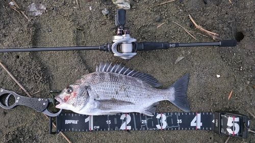 チヌの釣果