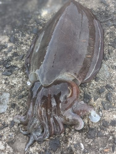 カミナリイカの釣果