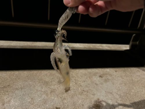 ヒイカの釣果
