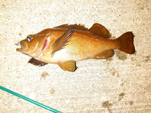 クロソイの釣果