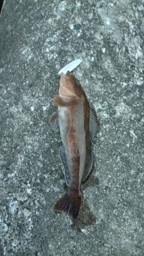 アイナメの釣果