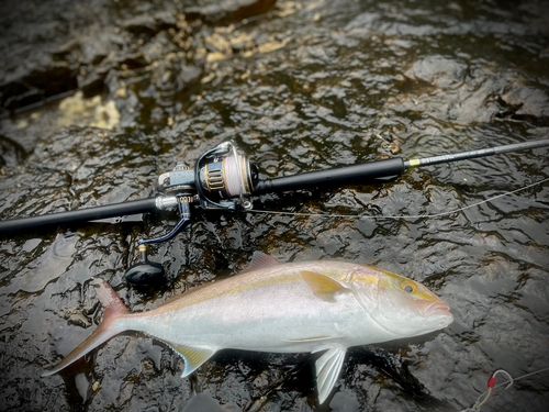 カンパチの釣果