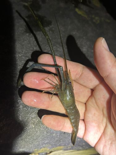 テナガエビの釣果