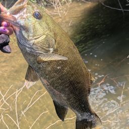 スモールマウスバス