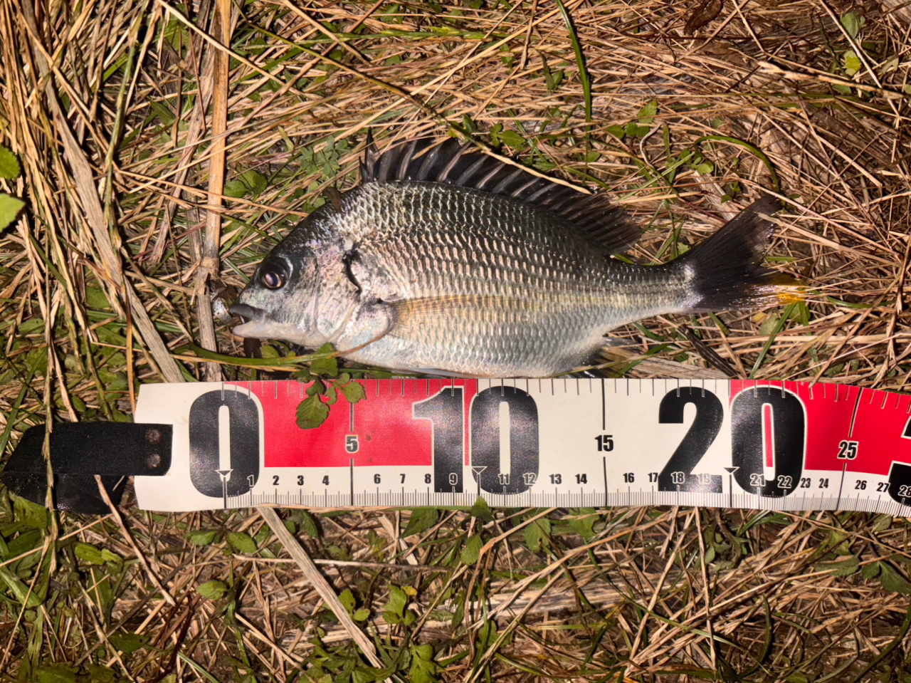 SHIMANO 19フリーゲーム XT S86MLの最安値・インプレ・釣果