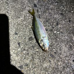 アジ