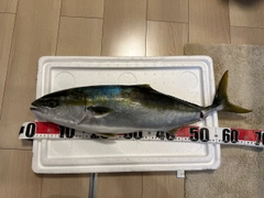 ワラサの釣果