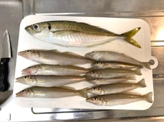 マゴチの釣果