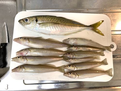 マゴチの釣果
