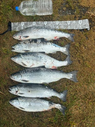 サクラマスの釣果