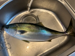 ワラサの釣果
