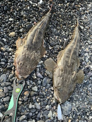 マゴチの釣果