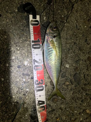 マアジの釣果