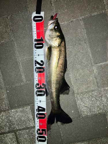 セイゴ（マルスズキ）の釣果