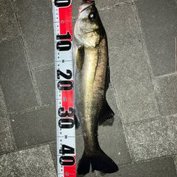 セイゴ（マルスズキ）