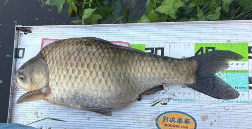 ヘラブナの釣果