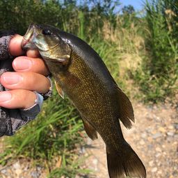 スモールマウスバス