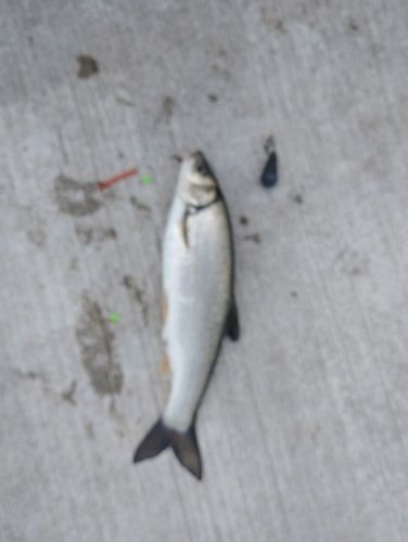 ウグイの釣果