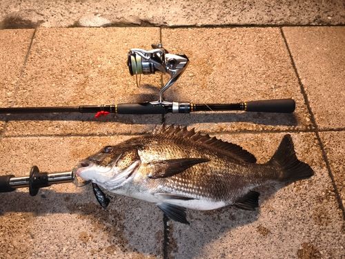 クロダイの釣果