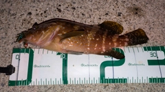 アコウの釣果