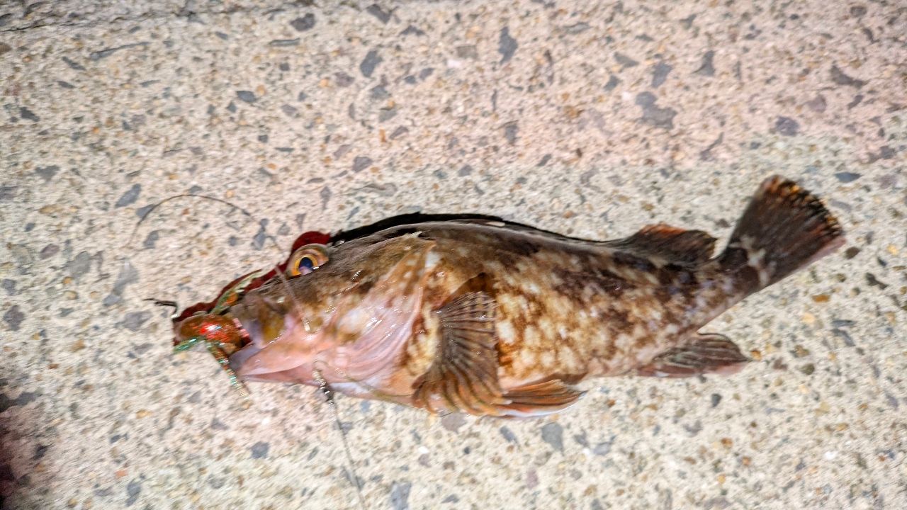 アコウ