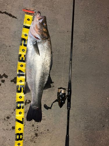 ヒラスズキの釣果