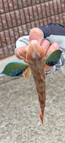 ホウボウの釣果
