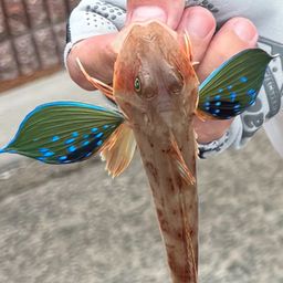 ホウボウ
