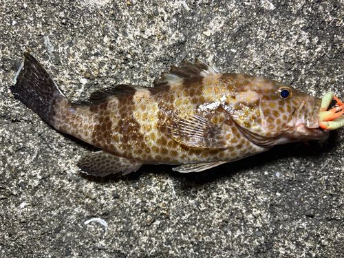 オオモンハタの釣果