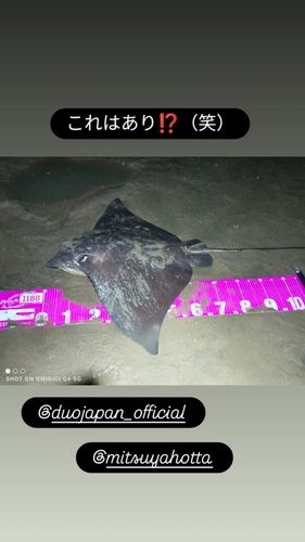 エイの釣果