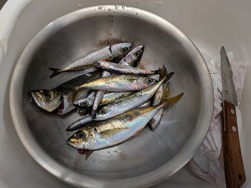 アジの釣果