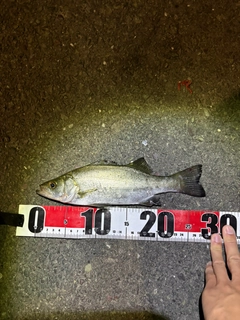セイゴ（ヒラスズキ）の釣果