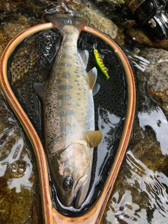 ヤマメの釣果