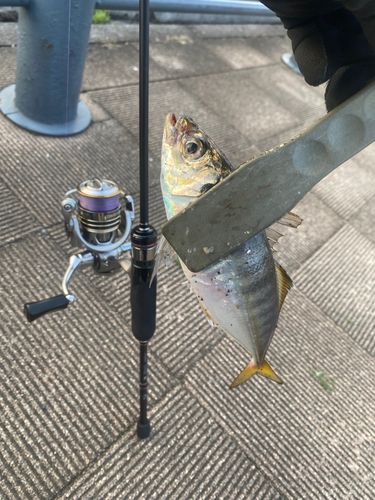 マアジの釣果