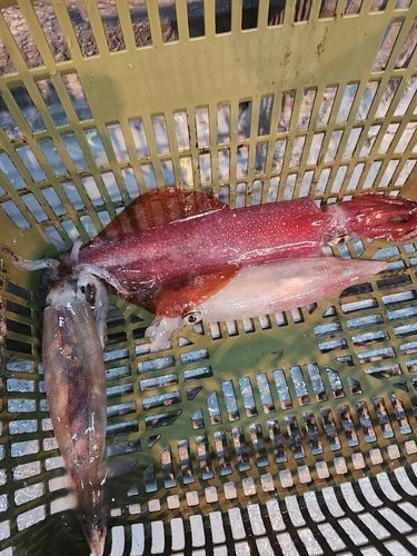 シロイカの釣果