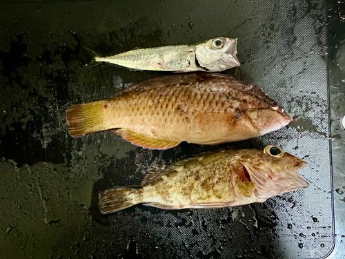 カサゴ