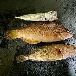 カサゴ