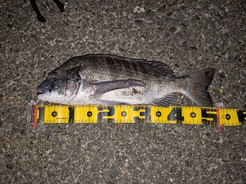 チヌの釣果