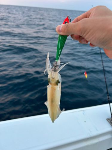 ヤリイカの釣果
