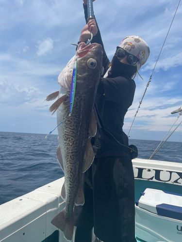 タラの釣果