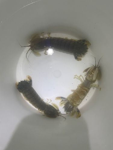 シャコの釣果