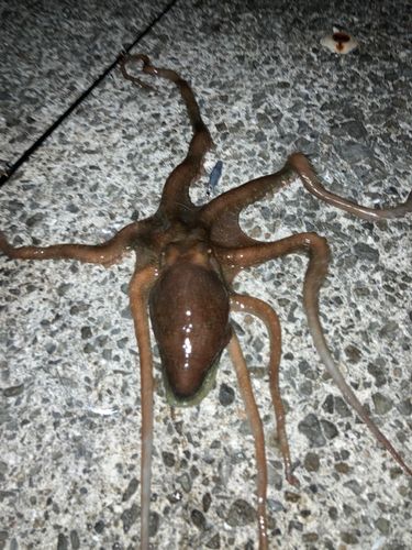 テナガダコの釣果