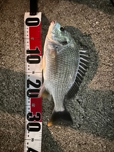 チヌの釣果