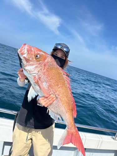 マダイの釣果
