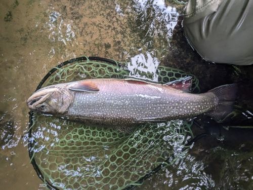 ブルックトラウトの釣果